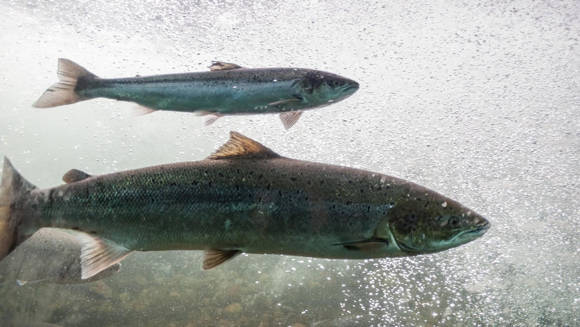 To laksefisker svømmer i klart vann omgitt av luftbobler.